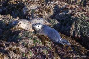 Mother seal and pup-3903.jpg